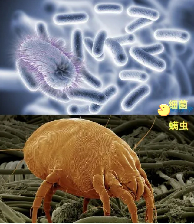 原来螨虫的最大"天敌"不是暴晒:家中摆点它,螨虫就没了