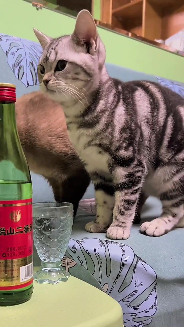 后续:当猫咪开始喝酒2