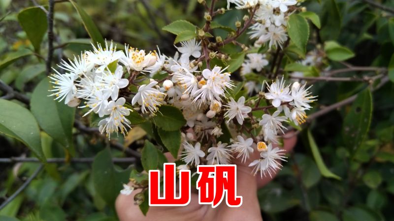 山矾只把它当作野花那就可惜了,这3大作用太厉害,很多人不知道,家居,园艺,好看视频