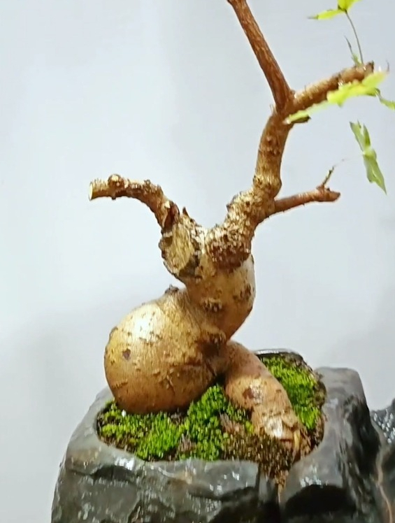 看我如何把一棵普通的坨坨桩修剪换盆成百万盆景的