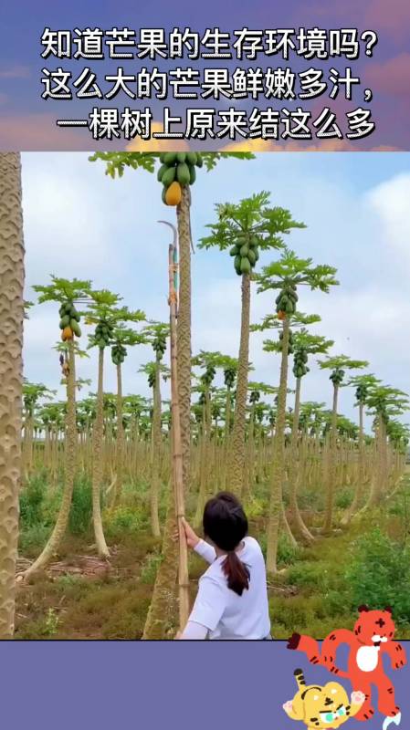 知道芒果的生存环境吗这么大的芒果鲜嫩多汁一棵树上结这么多