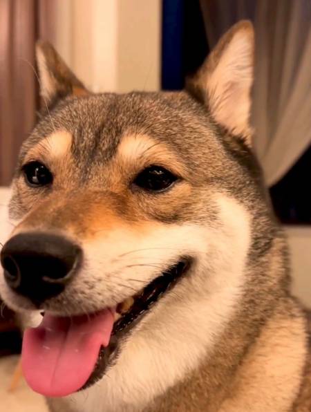 森森的日常森爸的日常,浦东贵妇森森-度小视