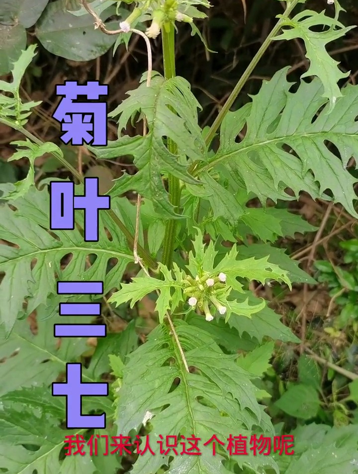 菊葉三七又叫菊三七,為多年生草本植物,全草入藥,很高藥用價值