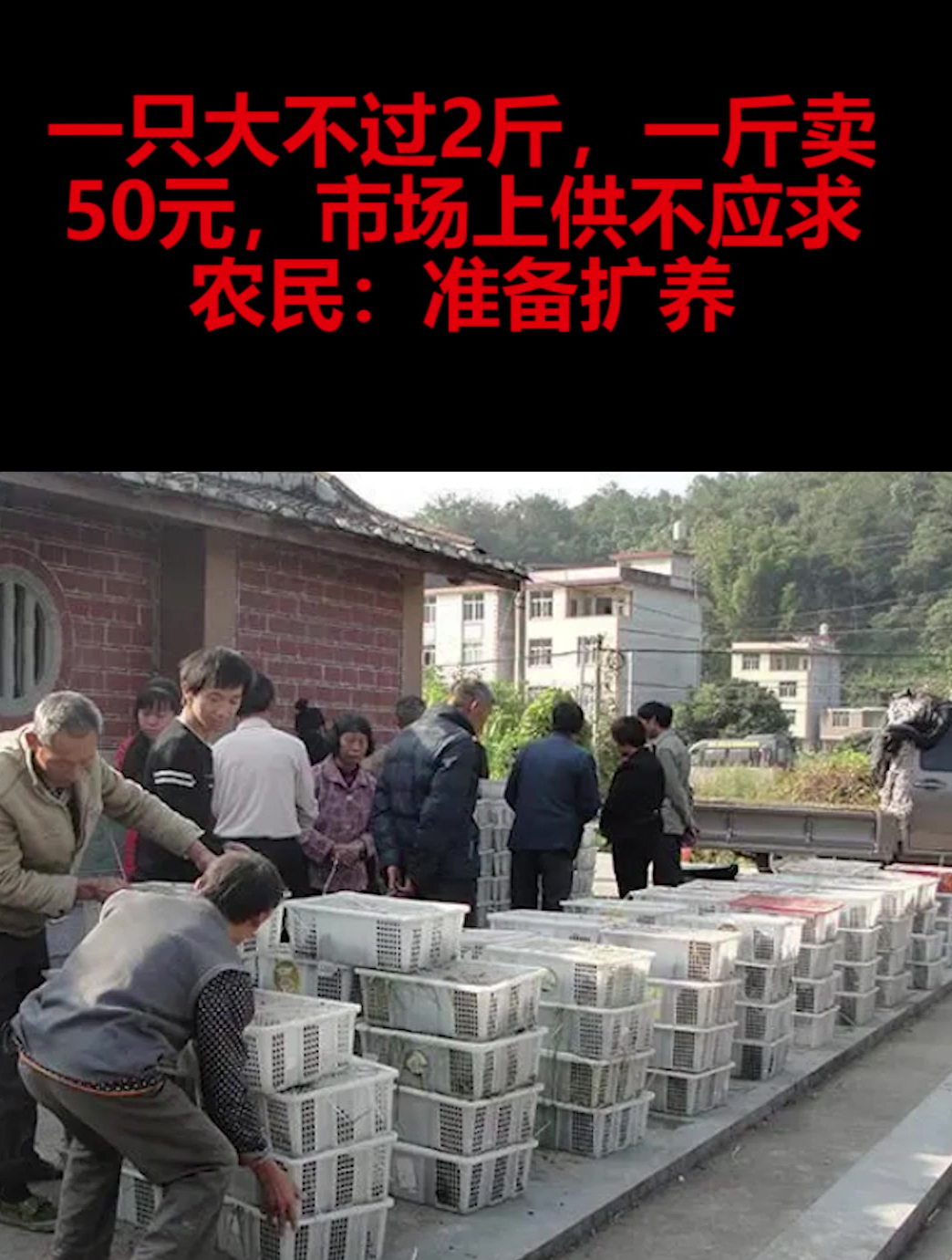 一只大不过2斤,一斤卖50元,市场上供不应求,农民:准备扩养