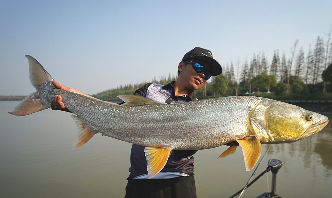 长江的哭泣长达2米的巨型鱤鱼捕食十年禁渔养虎为患