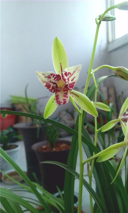 建兰蝶花铭品——朝阳三星蝶,花姿优美,兰香浓郁,好养还实惠