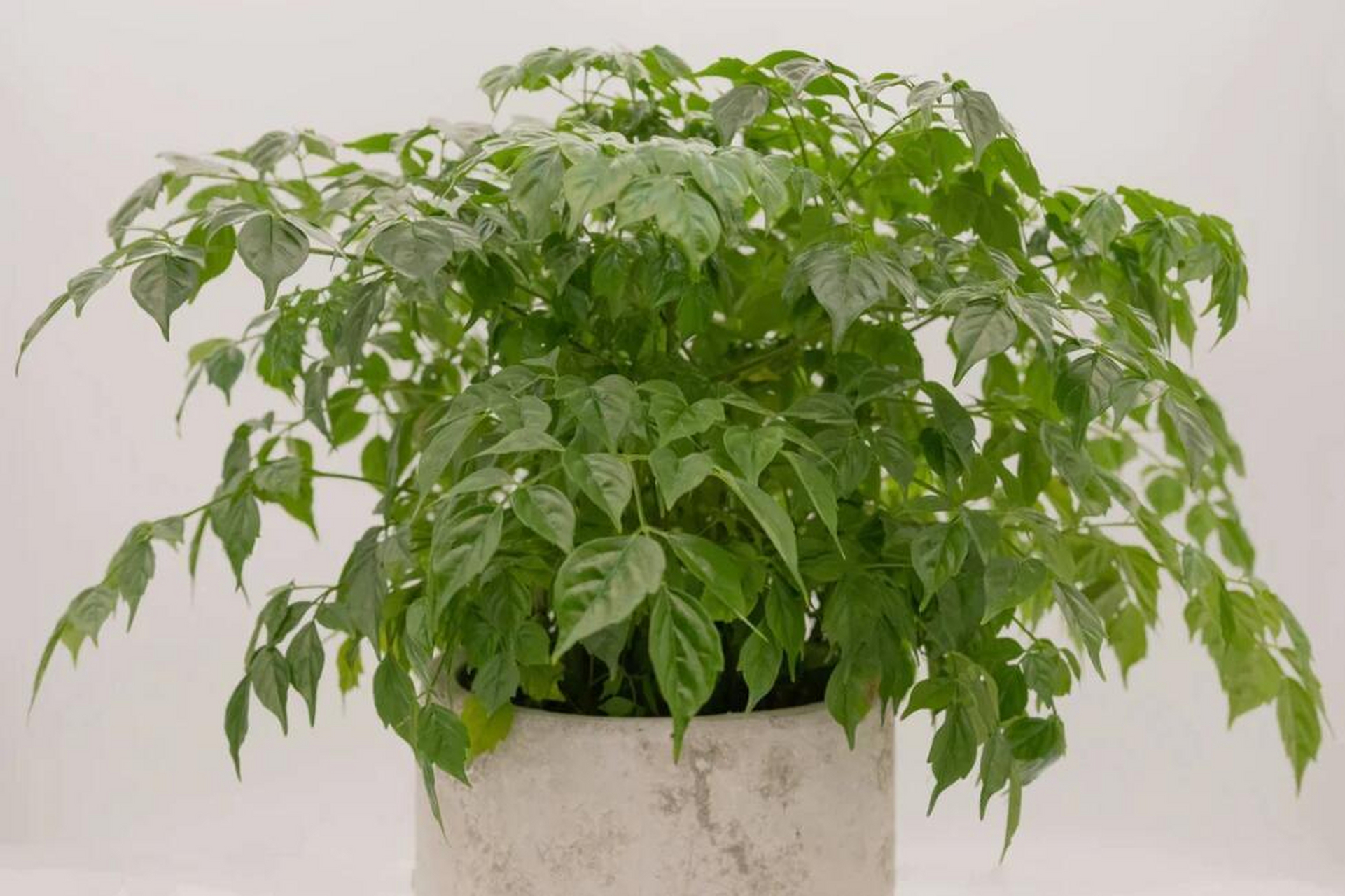 一种观赏植物,原产于中国南部及东南亚的热带和亚热带地区,喜阴湿环境