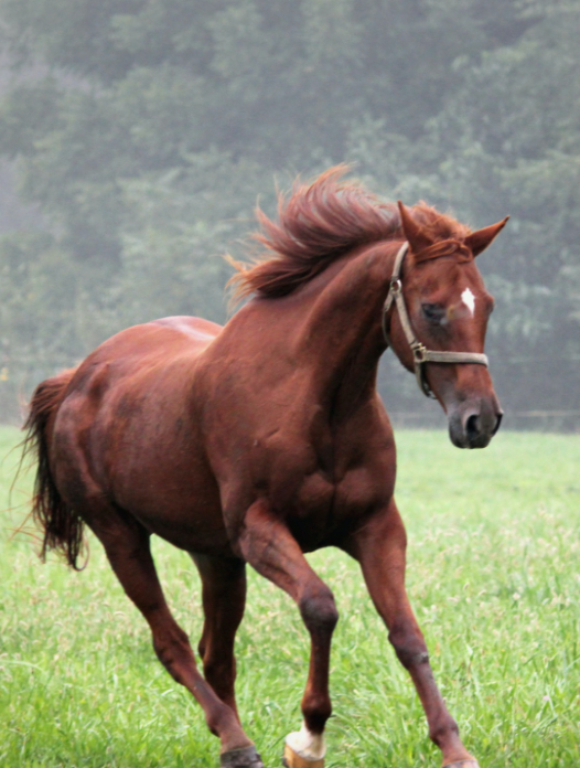 骑在飞驰的马背上 这种帅气的姿势不必男人差