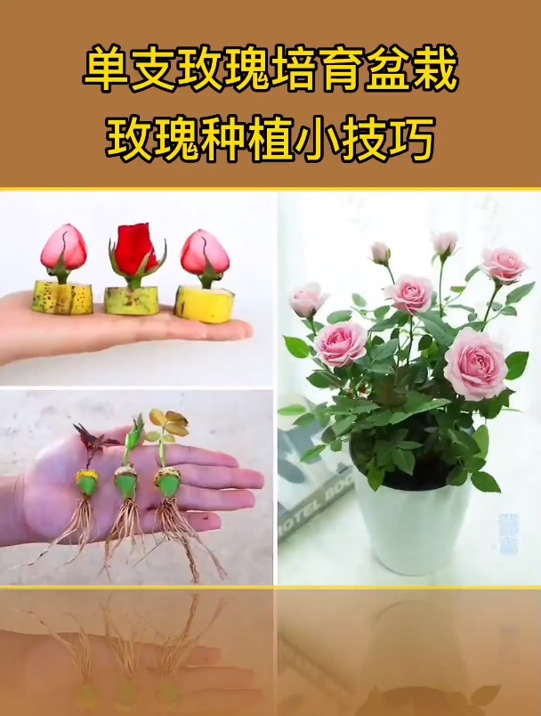 盆玫瑰花种植方法图解图片