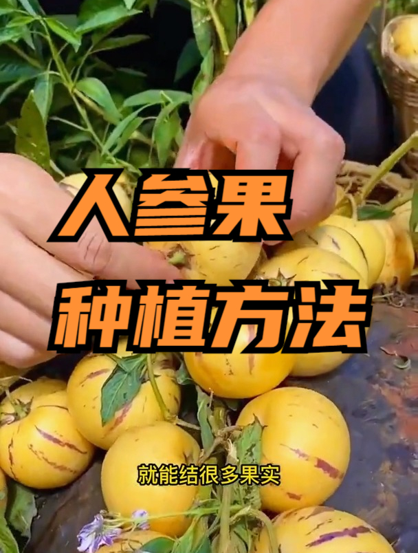 人参果只开花不结果,日常种植注意这个要点,结果多香甜多汁!