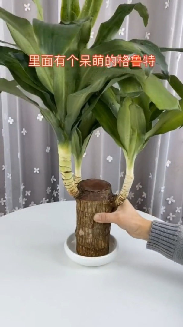 第一次见这么大的巴西木你家有吗