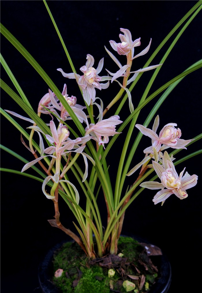 莲瓣兰树形奇花之首"金沙树菊"花形奇特,易花易草,好养还便宜