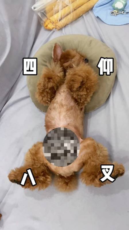 蹦迪小泰迪jojo-网红网红,网红的意思就是网上红 泰迪 萌宠-度小视