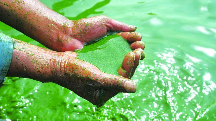 虾塘蓝藻处理方法