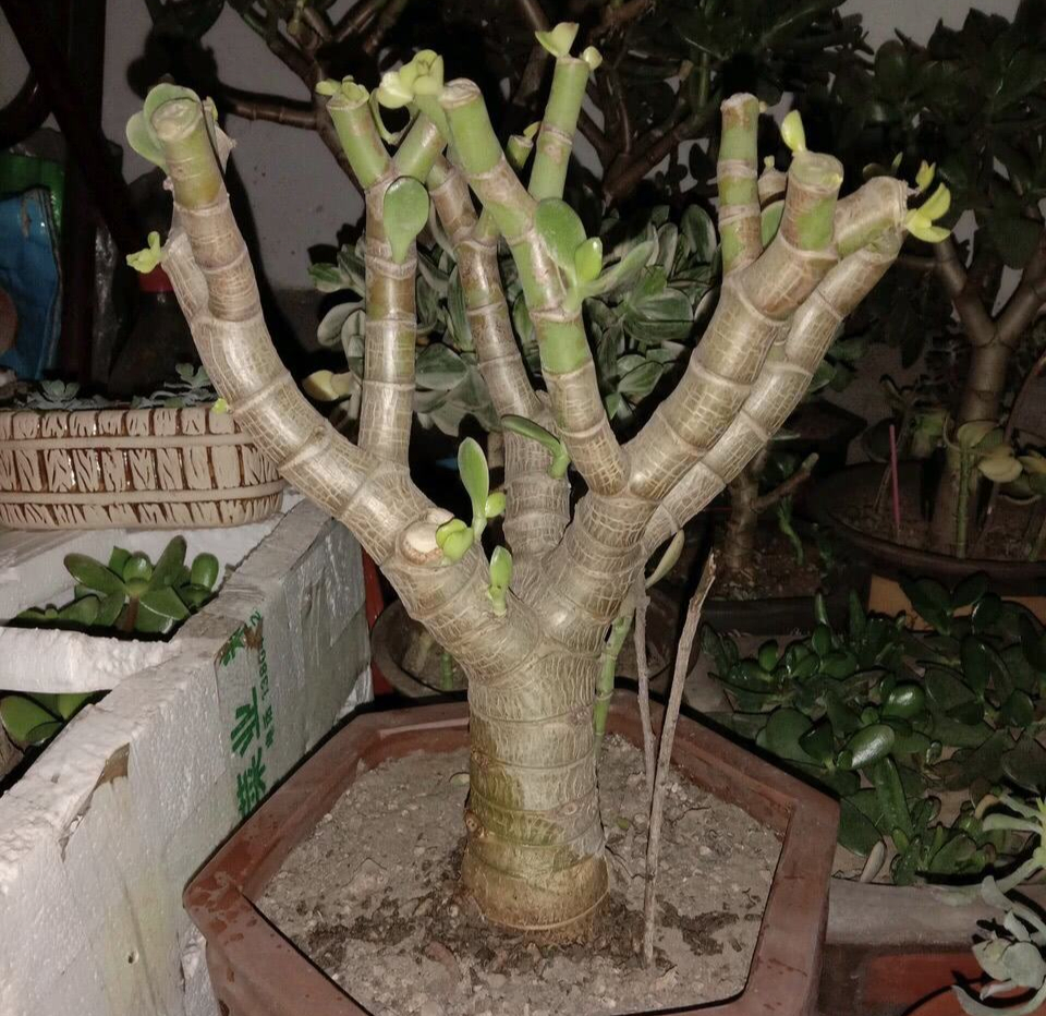 燕子掌和玉树到底有什么区别?别再傻傻分不清,注意其中一个有毒