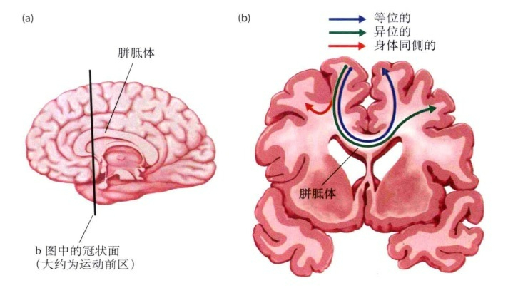 胎儿胼胝体缺失怎么办?