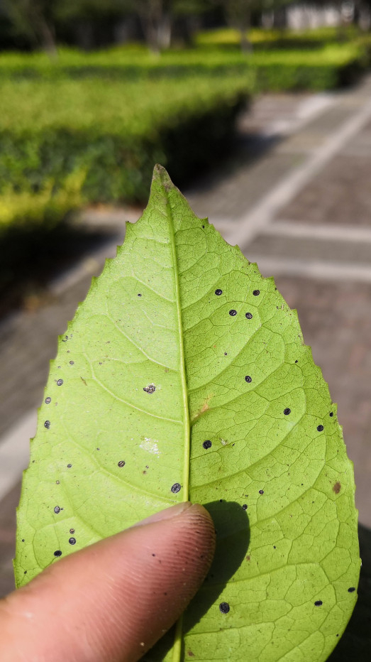 桂花反季节落叶(马氏粉虱)识别与防治-度小视