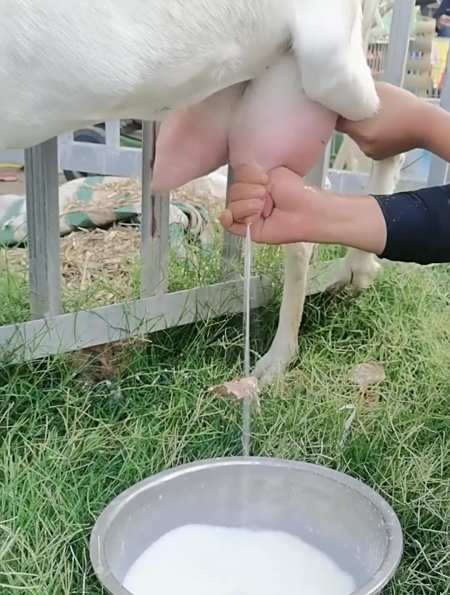 这样挤谁受得了羊奶直接管饱