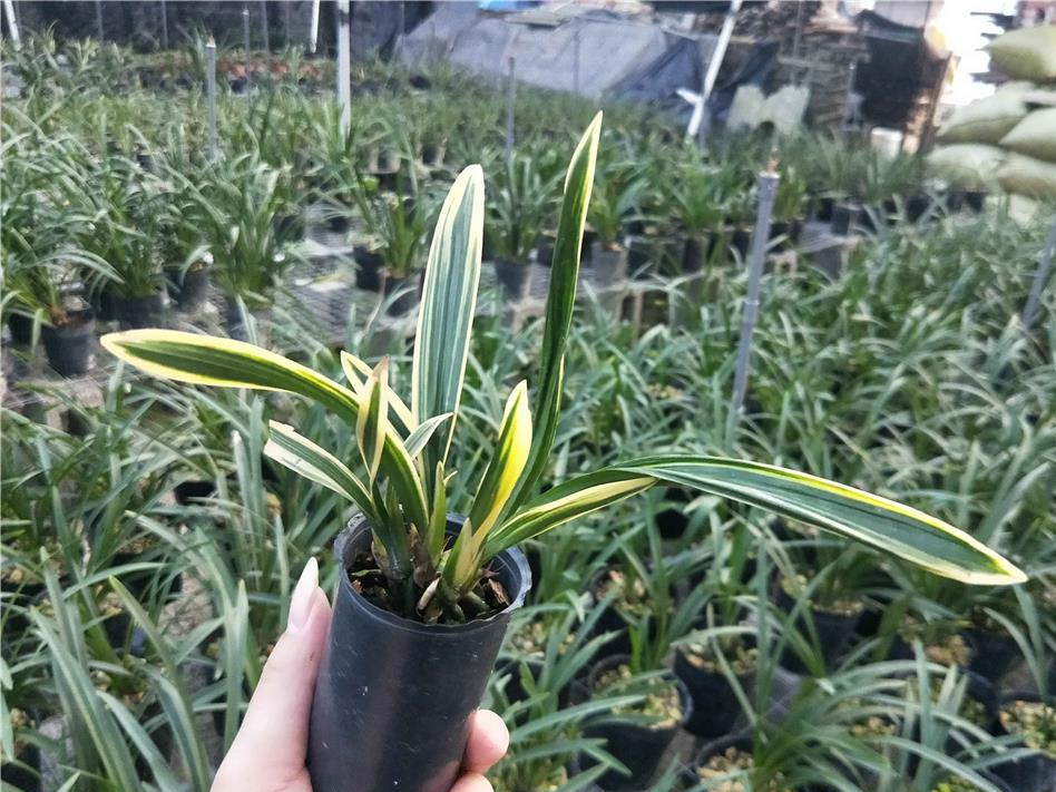 金边墨兰"红神荷"被誉为兰花界的"万岁爷",非常上档次