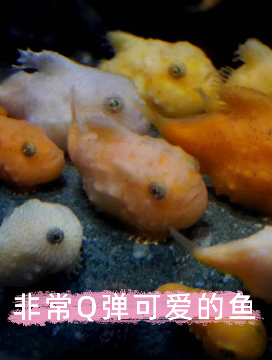 小而可爱的海洋萌宠,你见过圆鳍鱼吗?