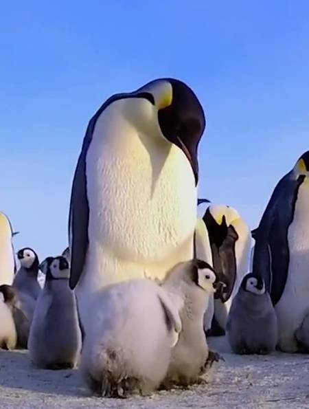 南极帝企鹅宝宝如何在企鹅爸爸的育儿袋取暖-度小视
