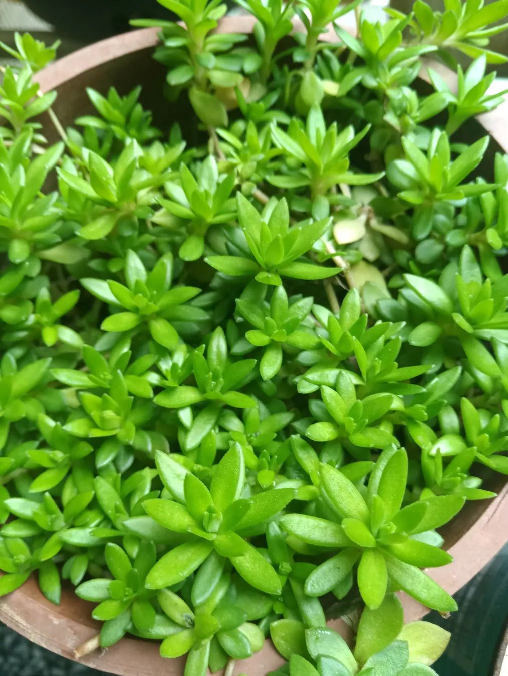 垂盆草掌握这5点,小白的你也可以做到的