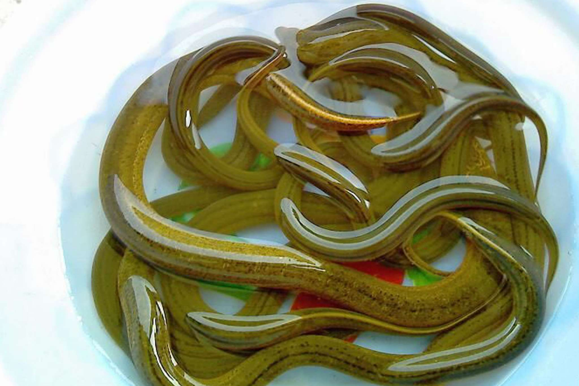 在文学艺术等领域,黄鳝也被广泛运用,成为人们表达对自然和生命的