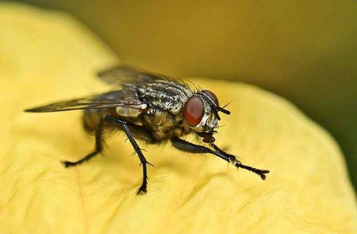 为什么苍蝇爱搓手?