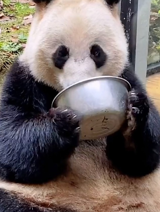 国宝大熊猫干饭了,连一点剩下的都得舔干净,杜绝浪费