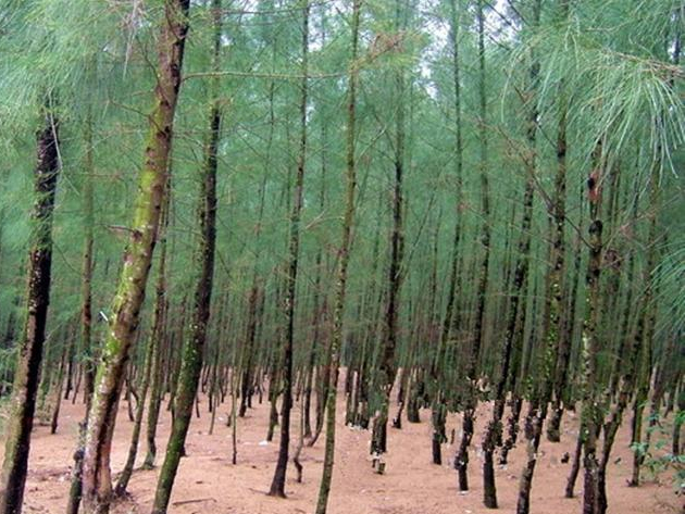 湛江麻章有一棵木麻黄树,至今百年,现在很少见了