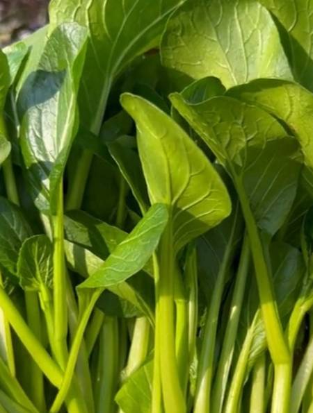 四月开始种植的四九菜心20天即可采收一茬一茬吃不完