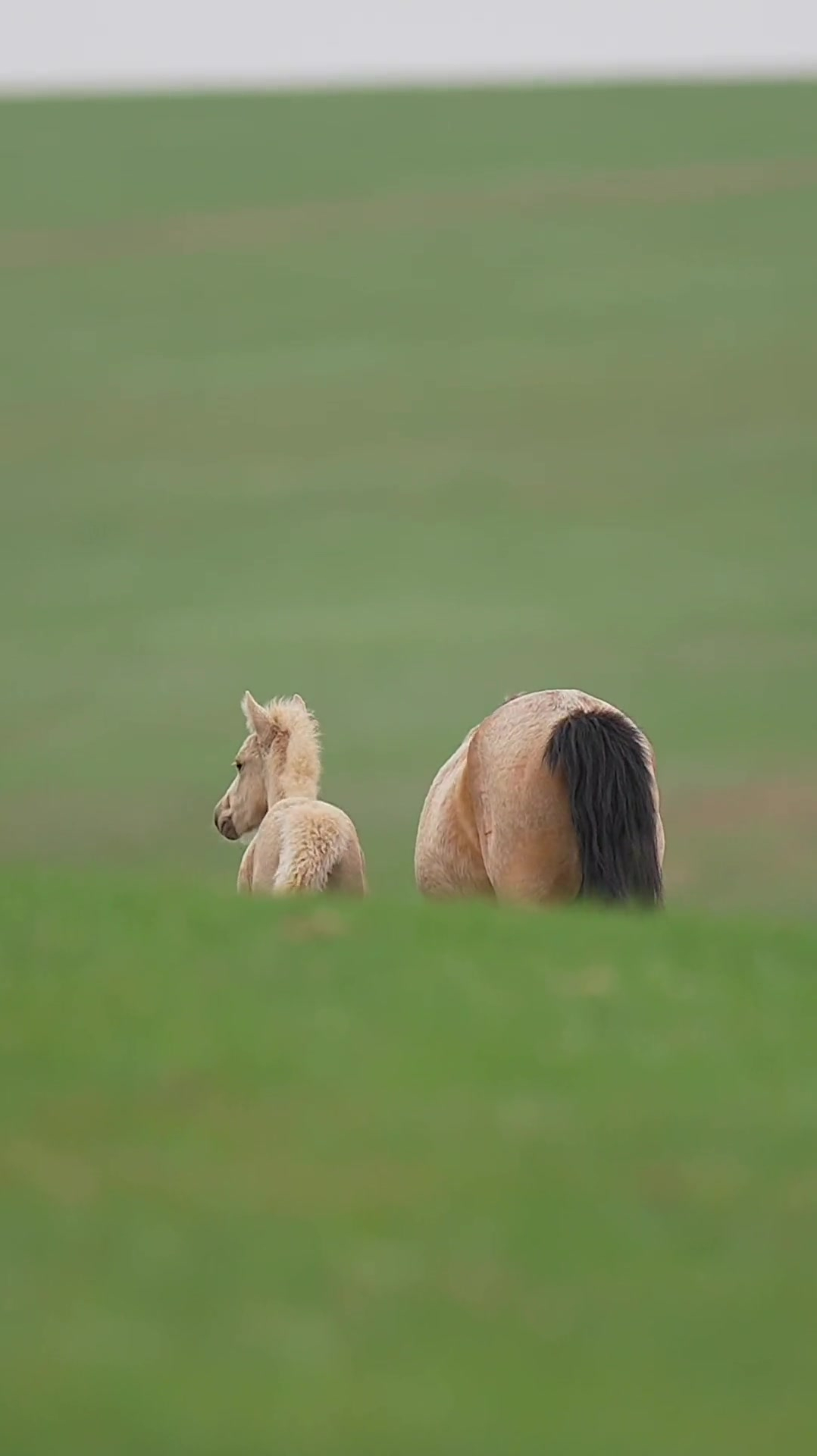 毛茸茸的小马驹超级可以 蒙古马