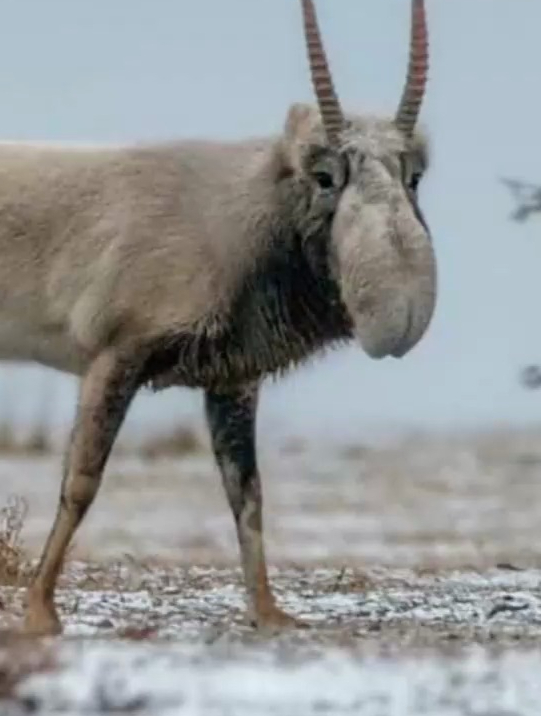神奇的北鼻高鼻羚羊