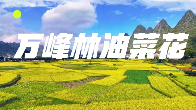 贵州兴义万峰林油菜花海，美了乡村醉了游人！有时间一定要去看看,旅游,旅途风光,好看视频