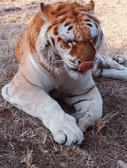 猛虎撒娇表情包图片