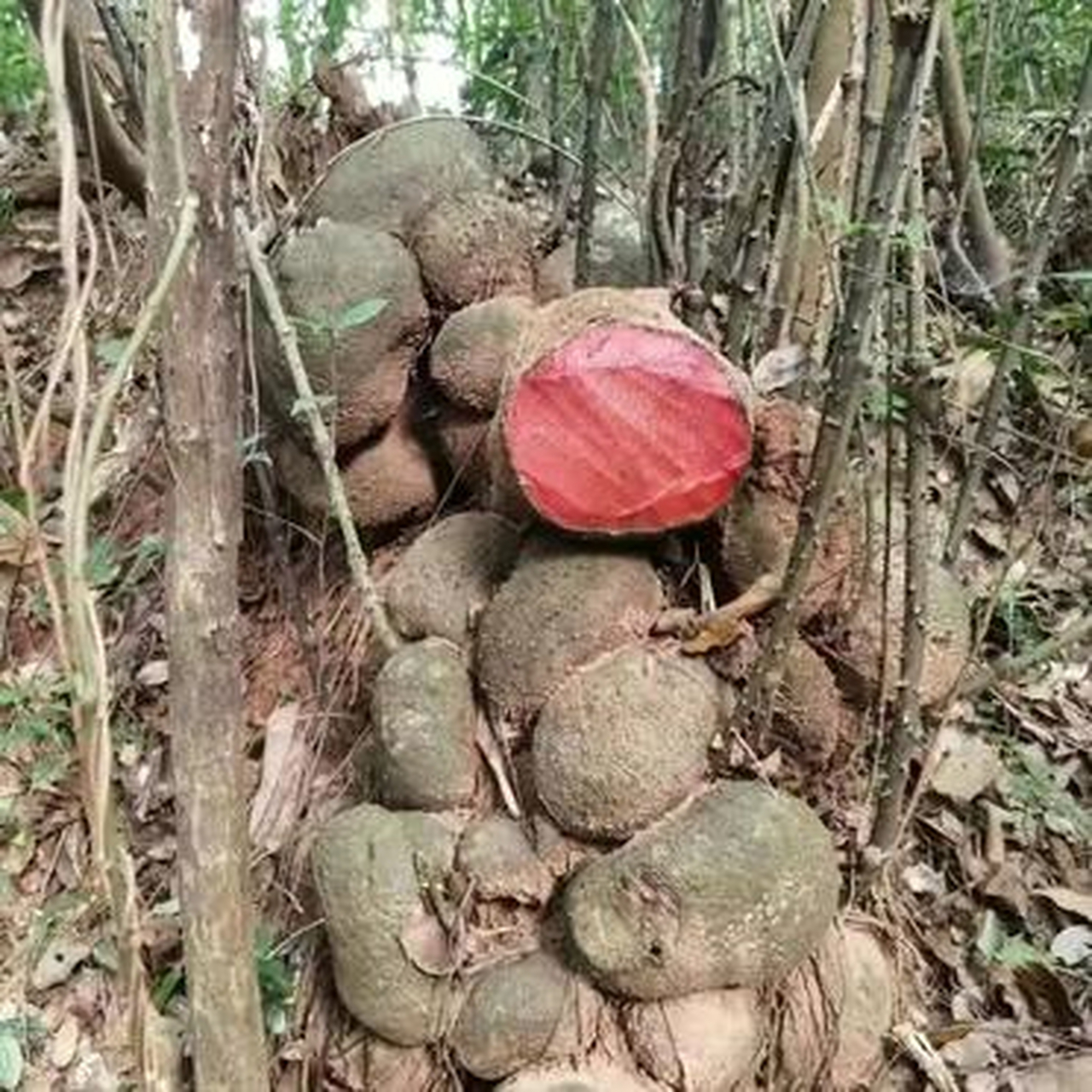 爬山看到的,这是什么东西?看着有点诱人