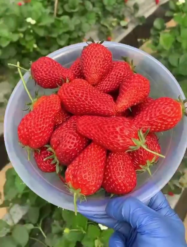 大凉山奶油草莓来喽!