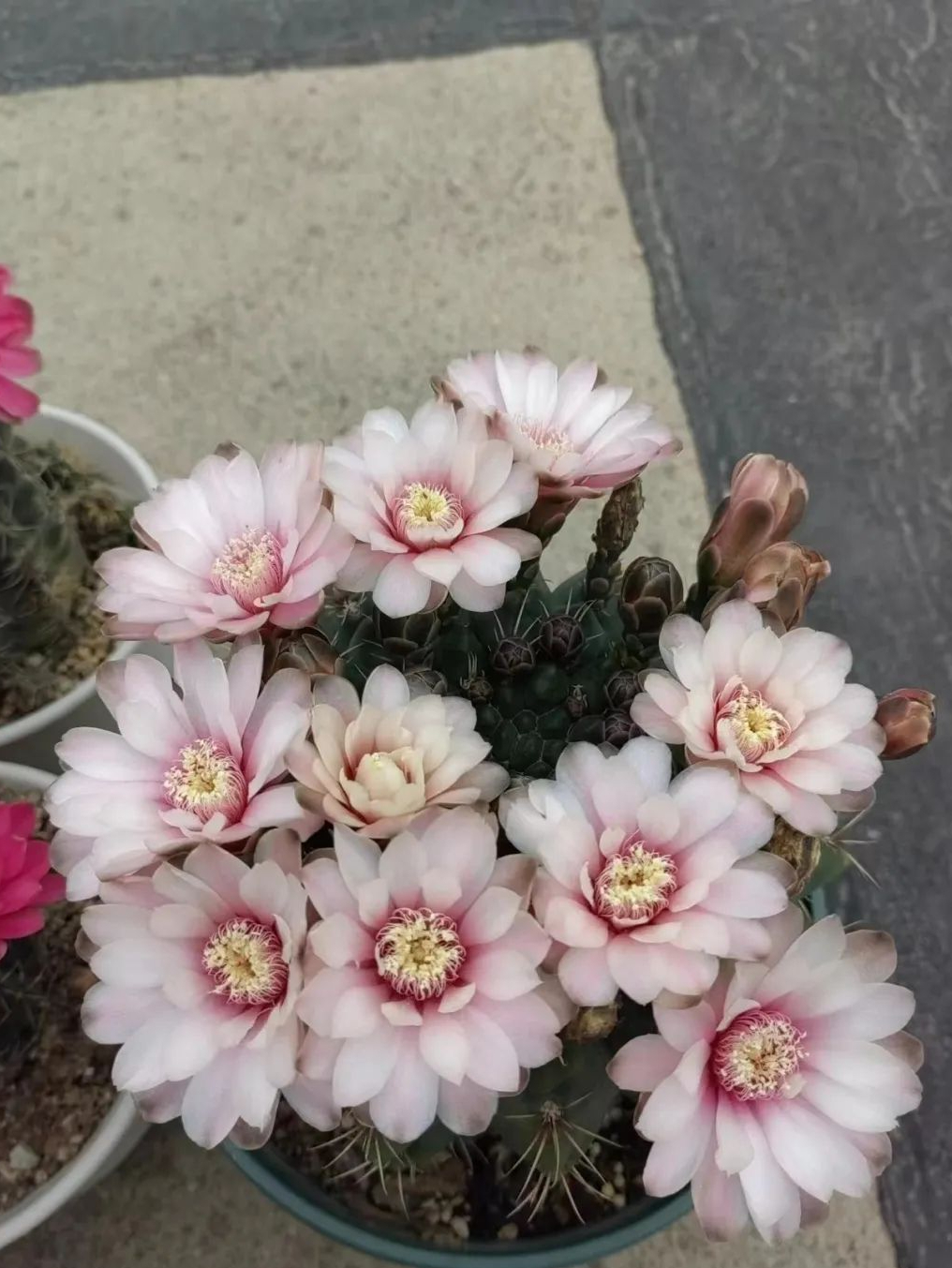 时节热烈,花开半夏