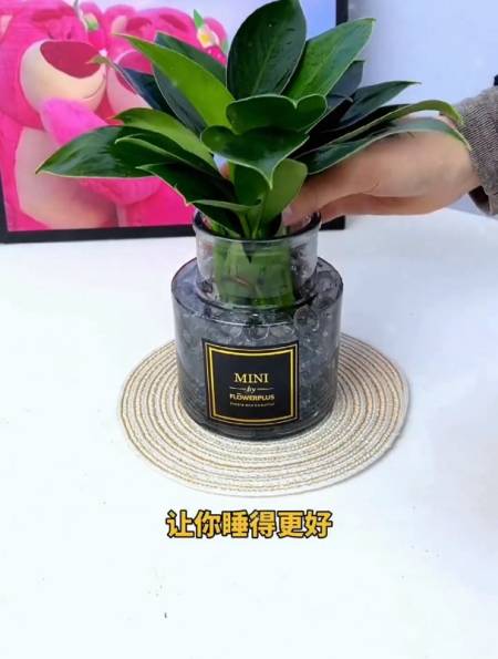 绿萝丢了吧!室内放棵铂金钻,美观又好养,还能吸收室内废气!-度小视