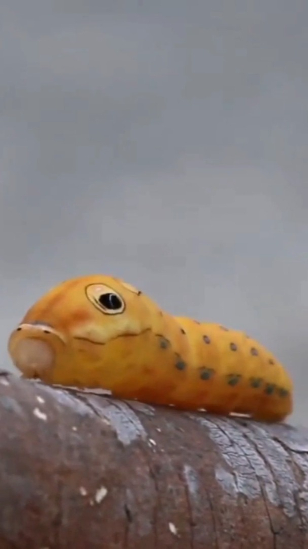 超级萌自然科普北美银月豹凤蝶的幼虫像极了卡通片里的动画