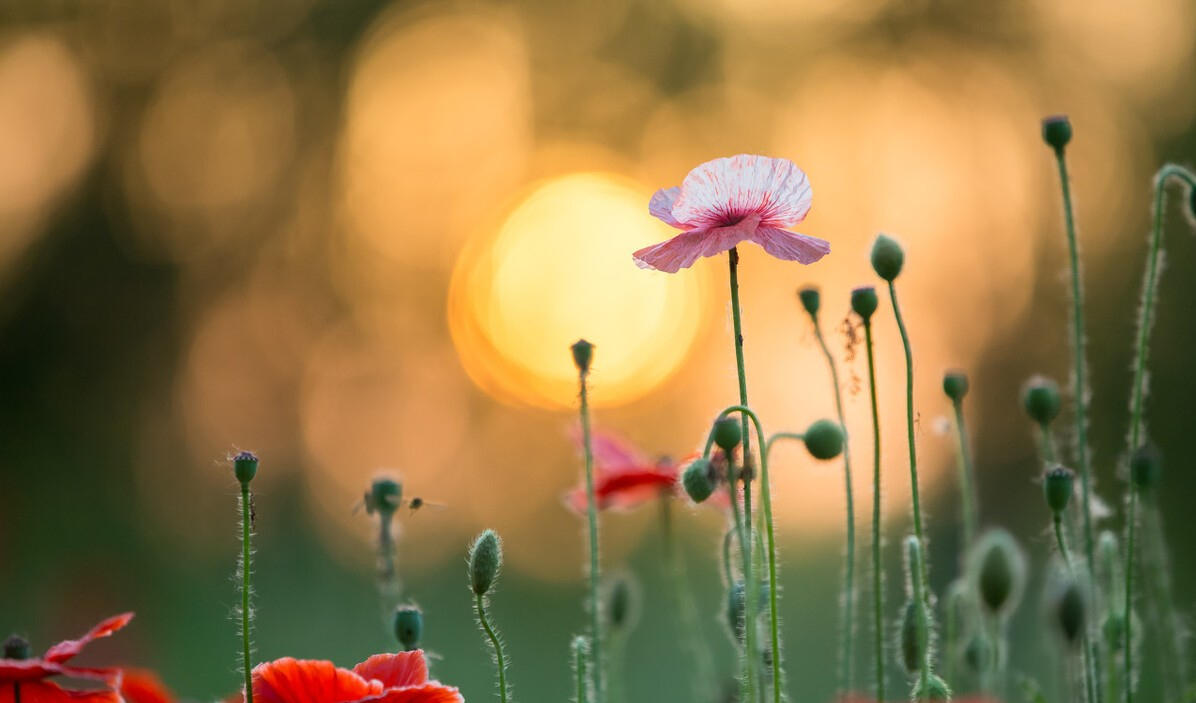 《次第花开》:人生无常,苦难是底色,提前做好这件事情,足矣
