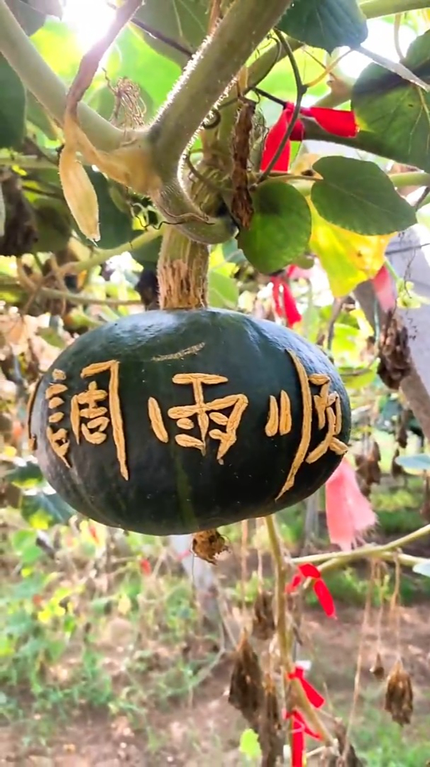 治愈风景:我祈愿我们伟大的祖国风调雨顺,五谷丰登,百业繁