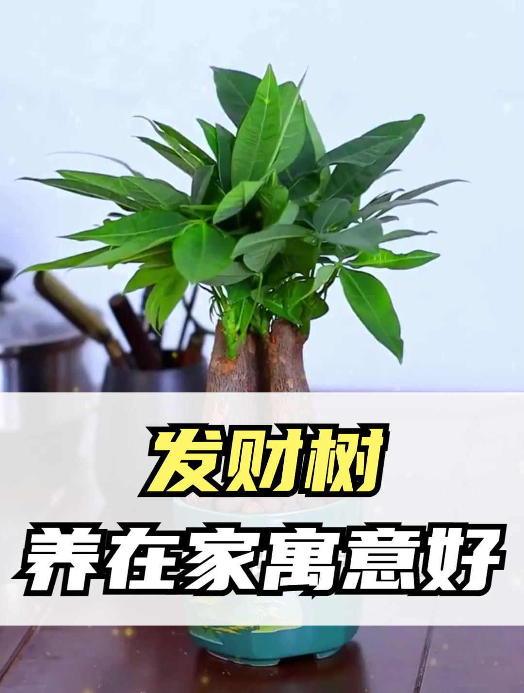 发财树好养活吗(发财树好养活吗北方)