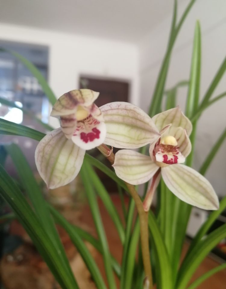 莲瓣兰荷瓣经典代表——紫熙荷,花姿优美,瓣型圆润,兰香四溢