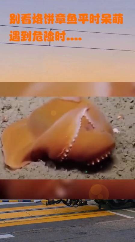别看烙饼章鱼平时呆萌遇到危险时……-度小视
