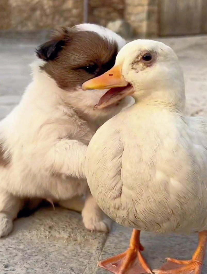 奶凶奶凶的狗想要咬鸭子,小狗:鸭子你等着