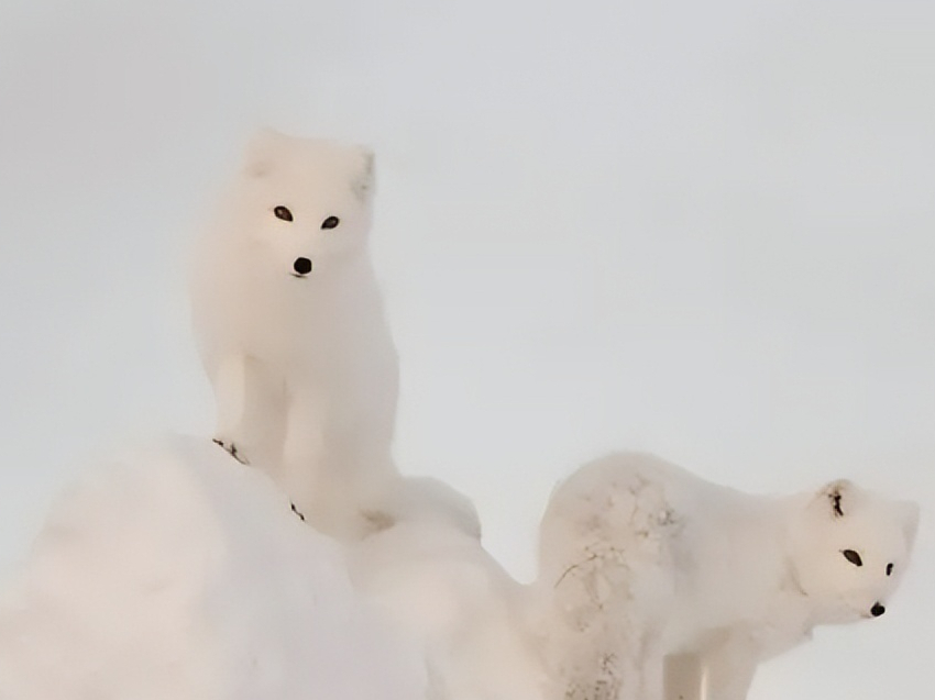 民间故事:妻子去世,丈夫离奇失踪,五年后,来了两只白狐