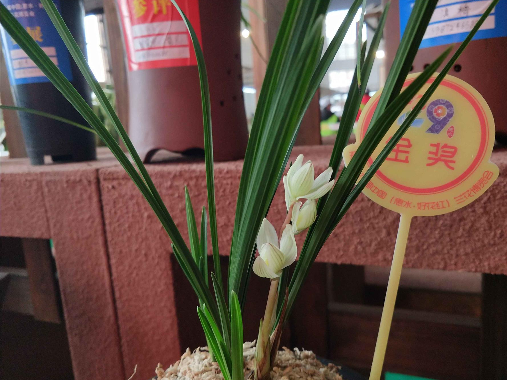 素冠荷鼎是十大名贵兰花之一