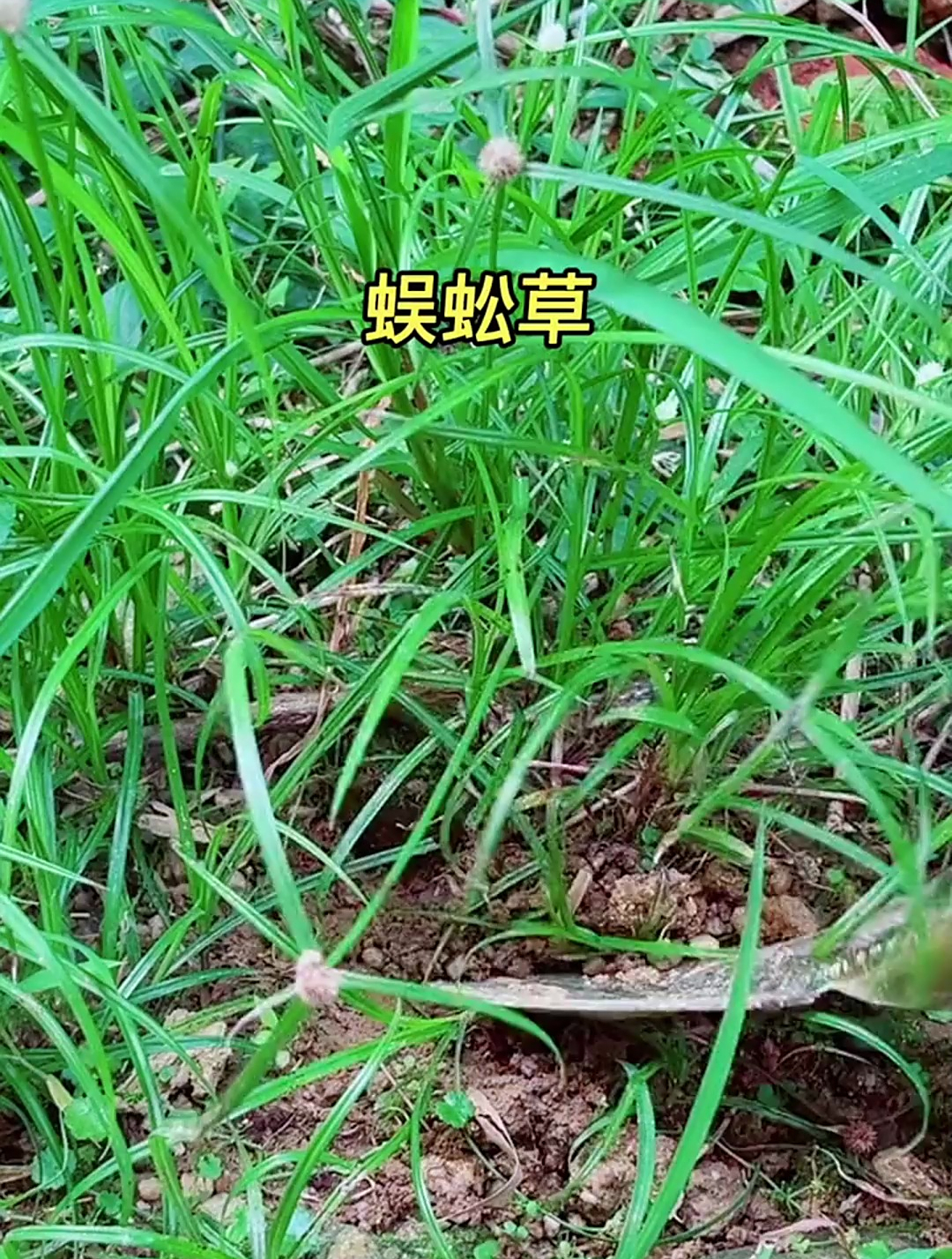 蜈蚣草又名寒气草三人扛珠