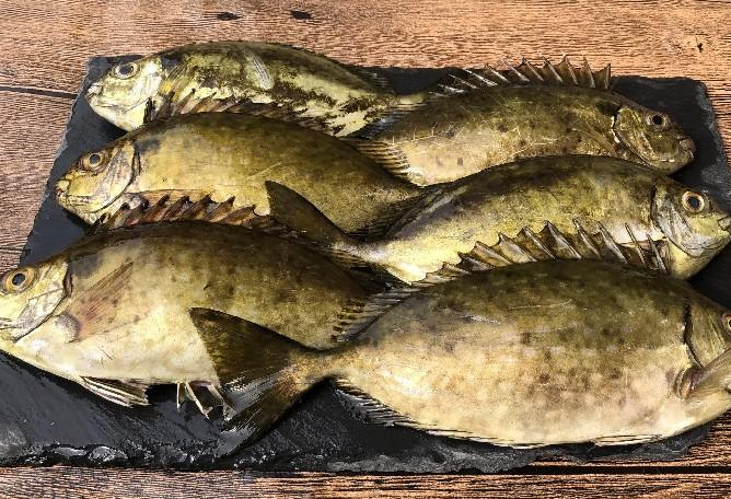 海边常见的泥猛鱼腹内有臭味无人食用如今为何60元1斤